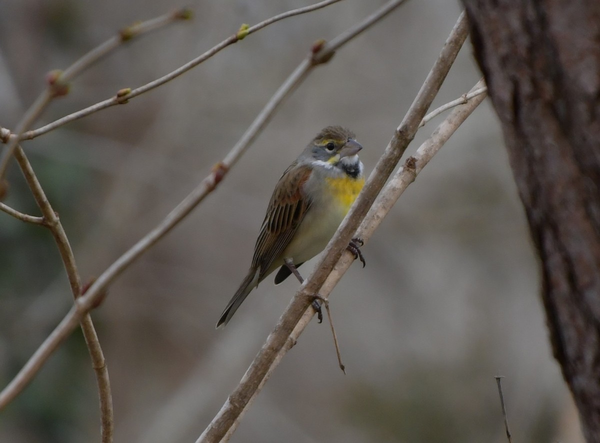 Dickcissel - ML616482533