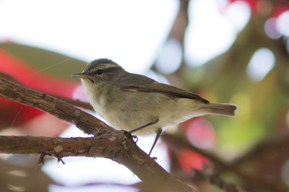 Tytler's Leaf Warbler - Richard Dunn