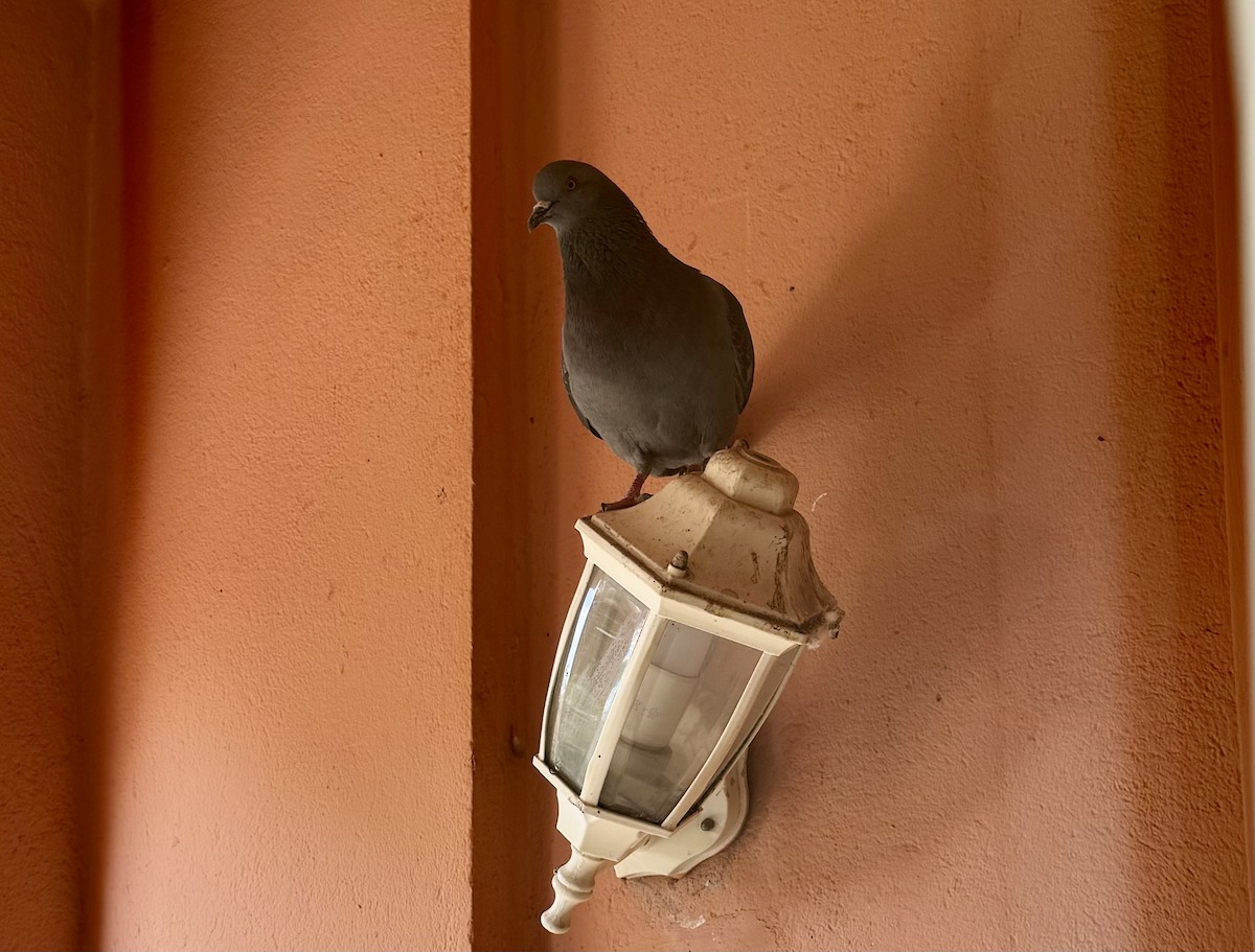 Rock Pigeon (Feral Pigeon) - ML616482554