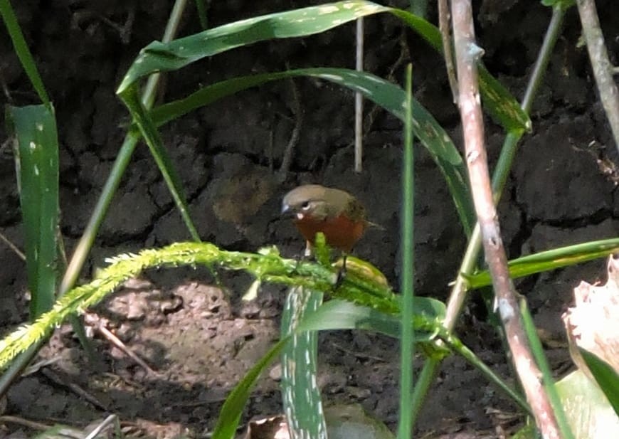 Ruddy-breasted Seedeater - ML616482605