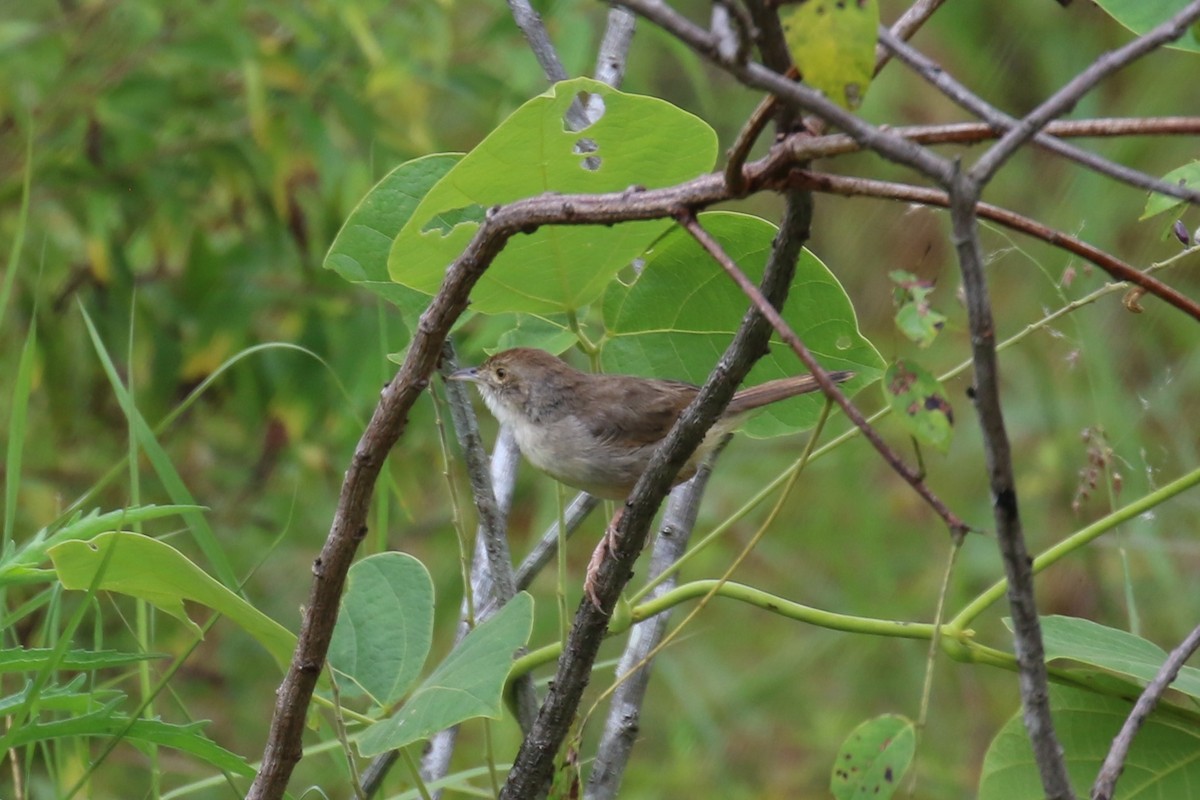 Trilling Cisticola - Fikret Ataşalan