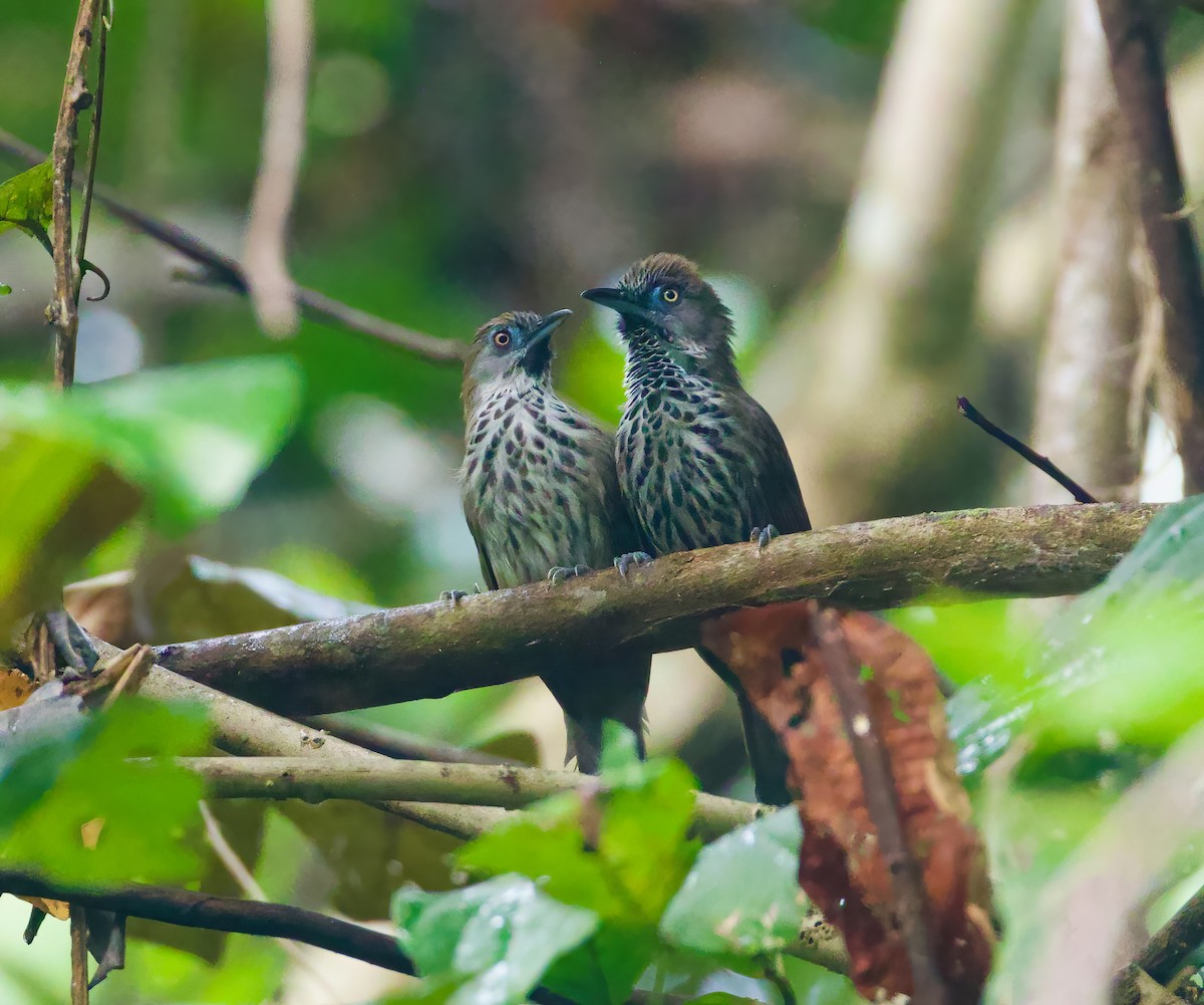 Chestnut-rumped Babbler - ML616482657