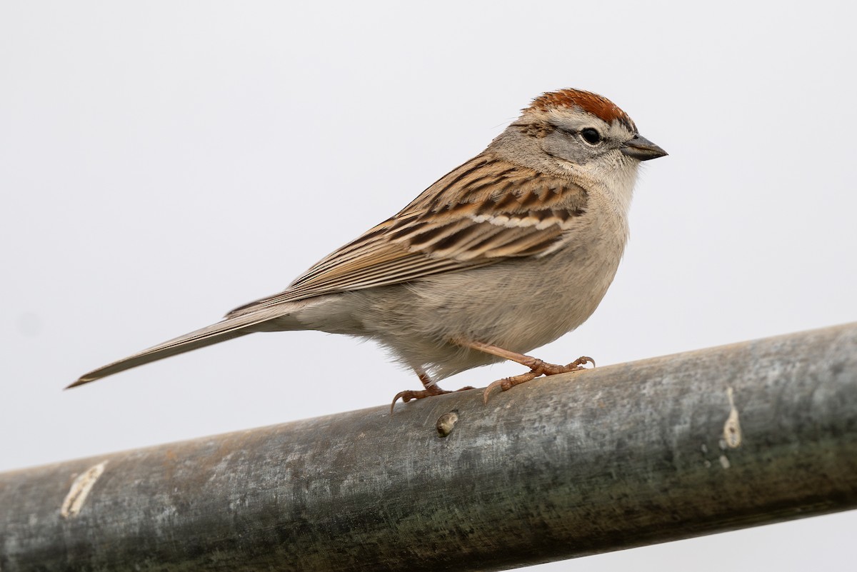 Chipping Sparrow - ML616482673