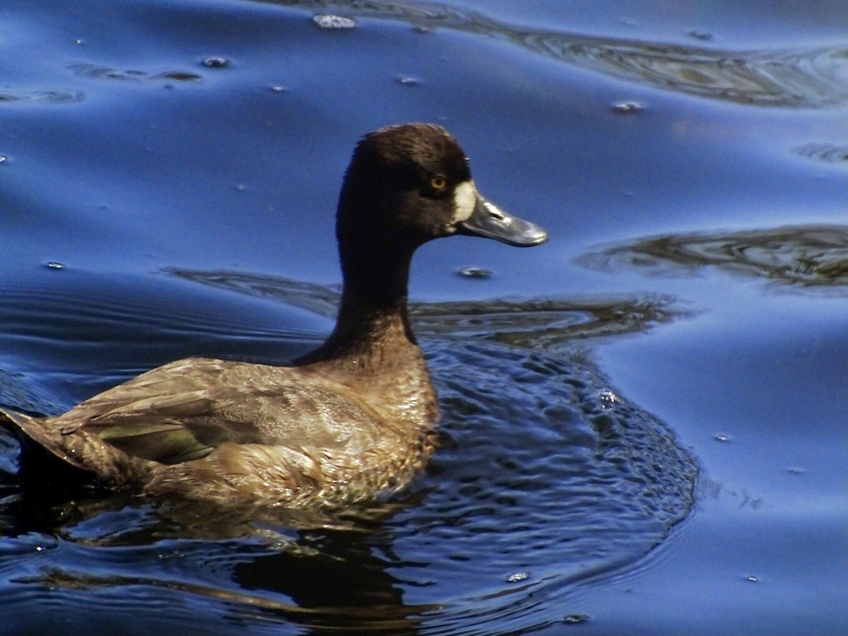 Lesser Scaup - ML616482686