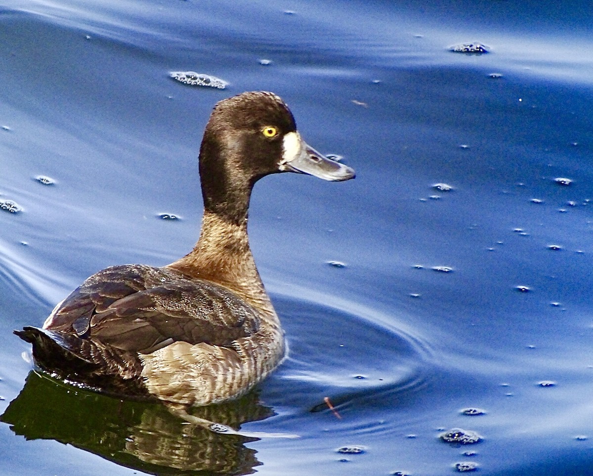 Lesser Scaup - Janet Wooten