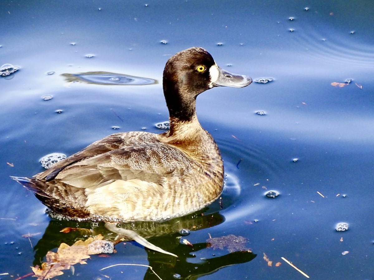 Lesser Scaup - ML616482688