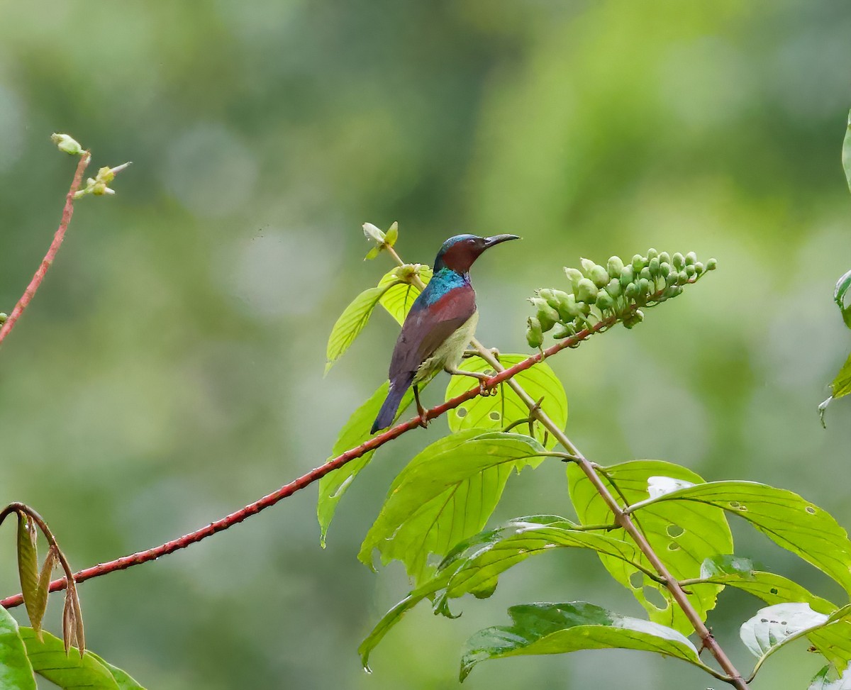 Red-throated Sunbird - ML616482696