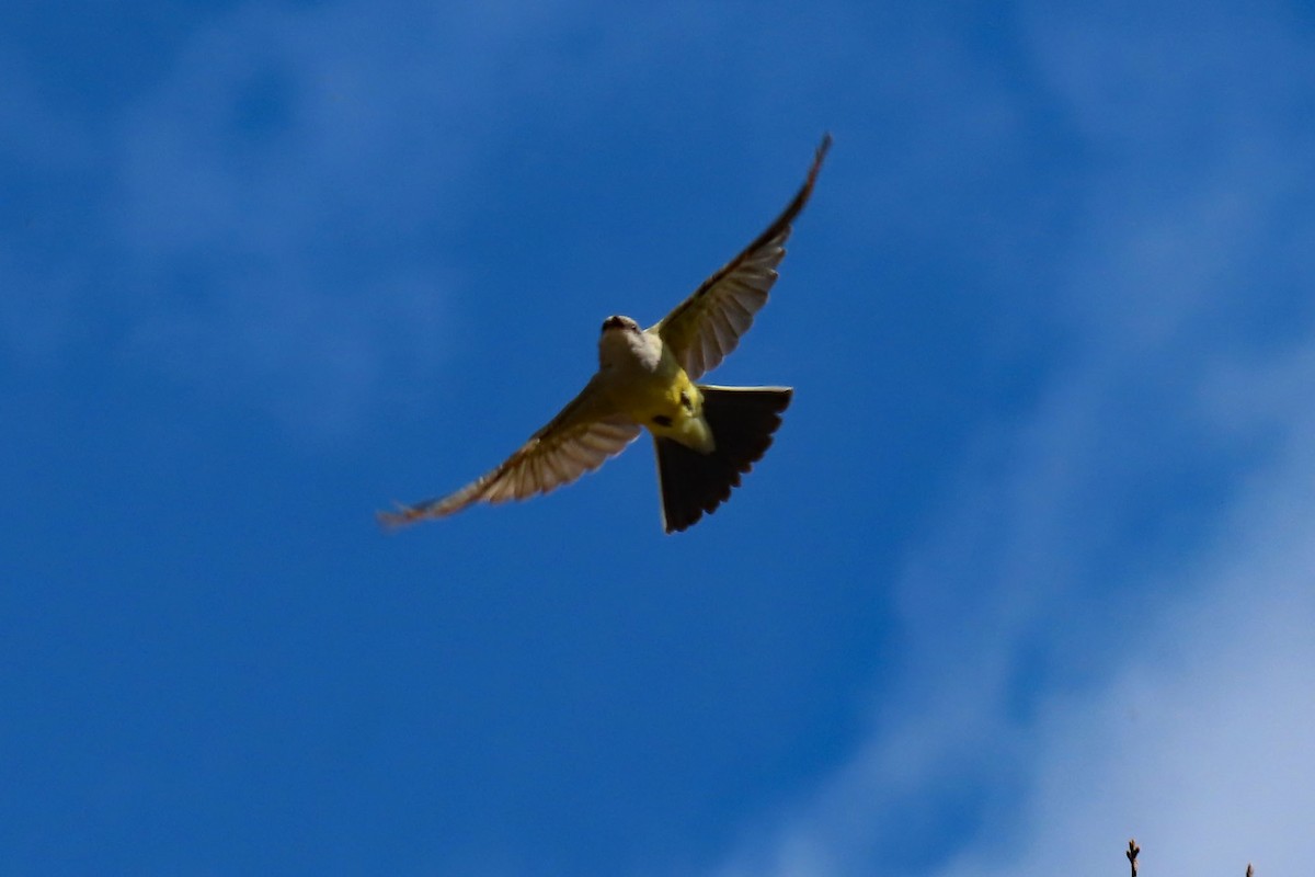 Western Kingbird - ML616482709