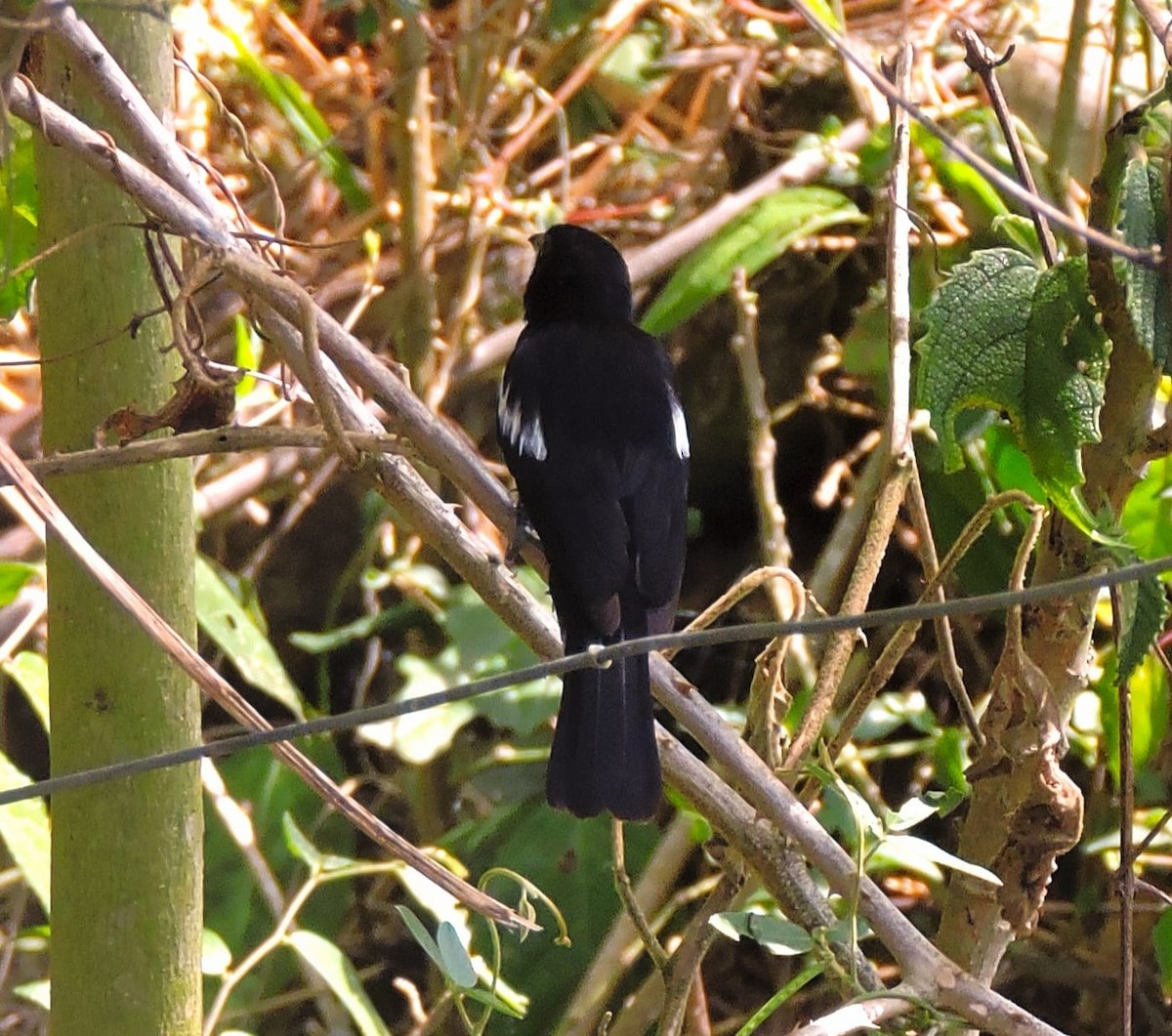 White-shouldered Tanager - ML616482740