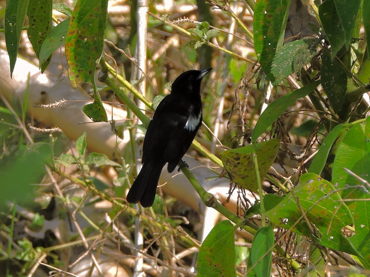 White-shouldered Tanager - ML616482742