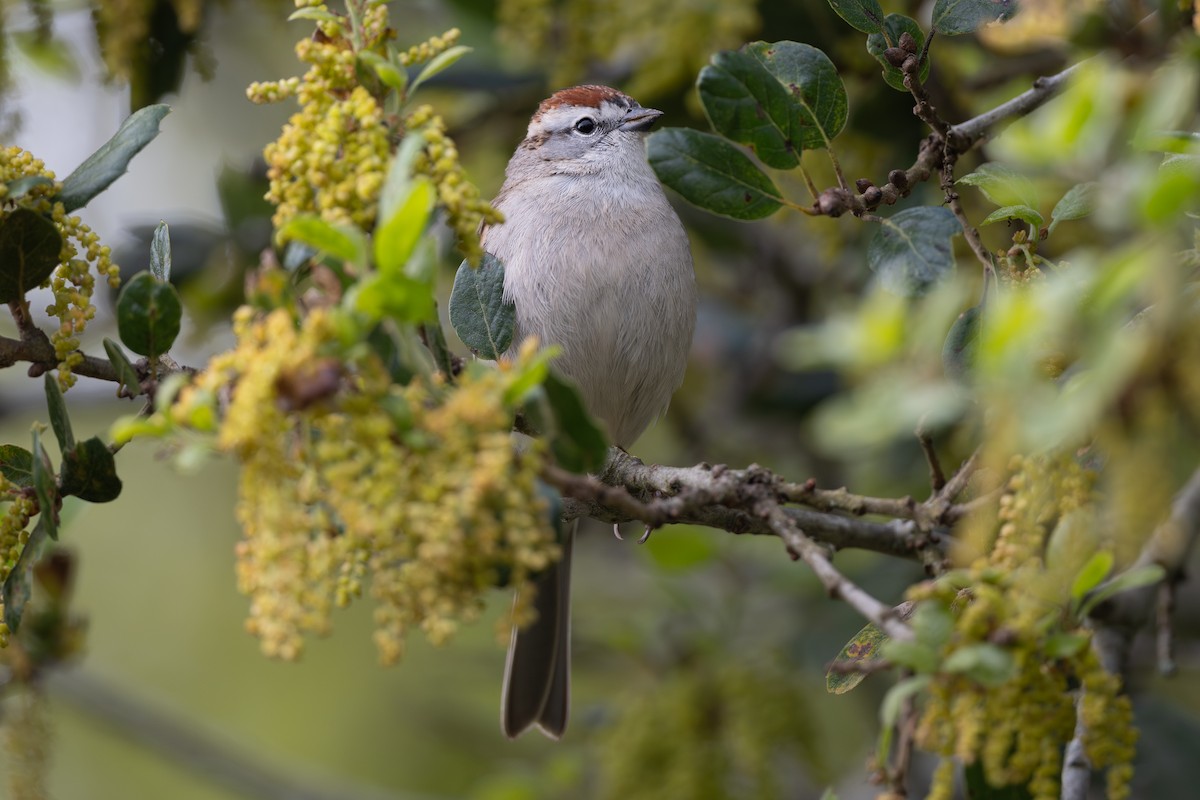 Chipping Sparrow - ML616482806