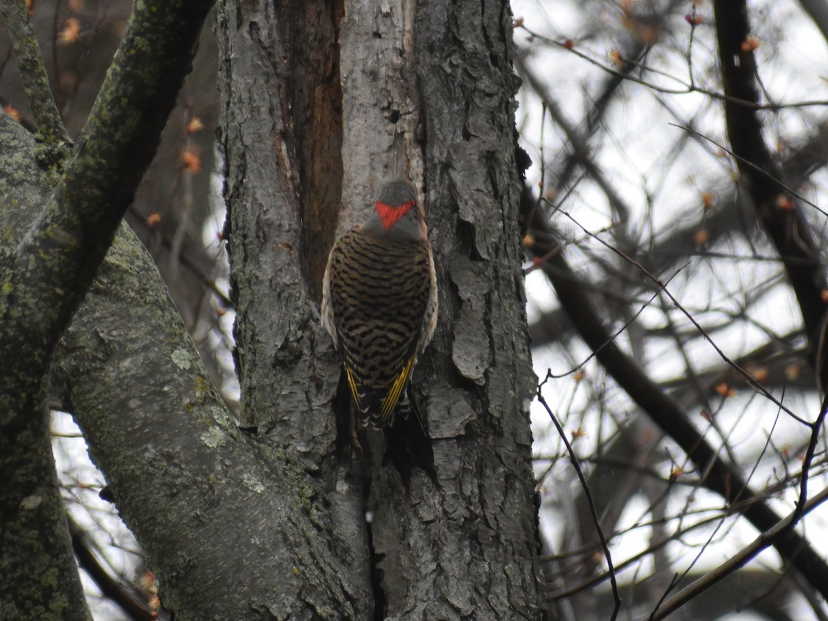 Northern Flicker (Yellow-shafted) - ML616482810