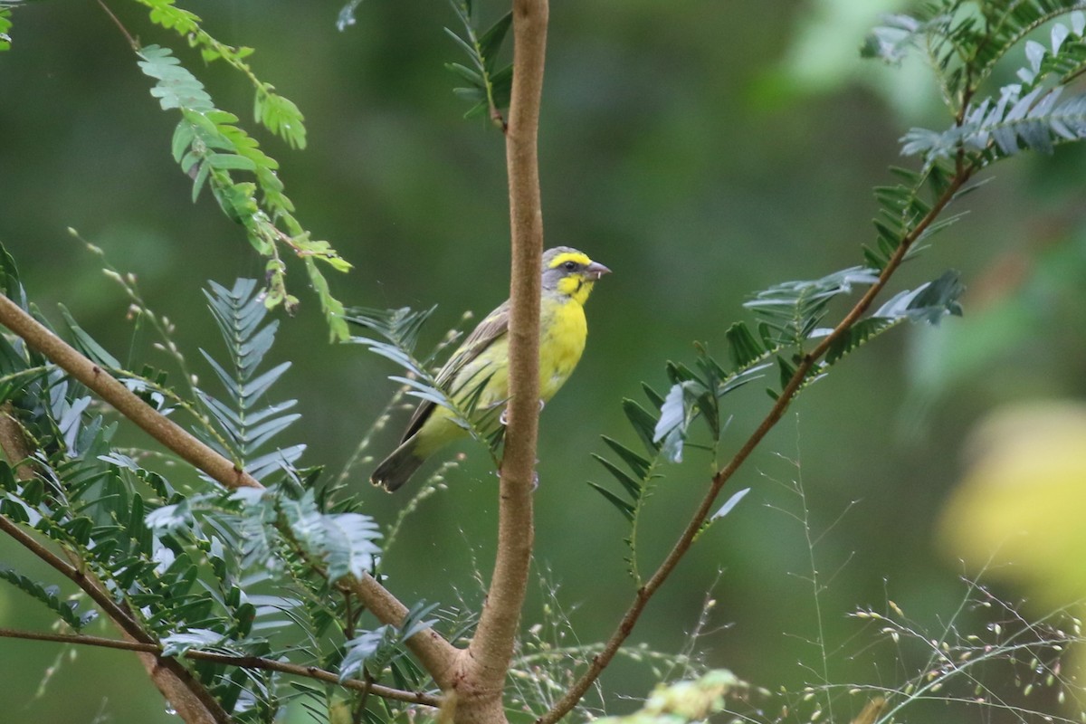 Yellow-fronted Canary - Fikret Ataşalan