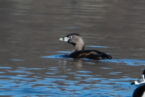 Pied-billed Grebe - ML616482902