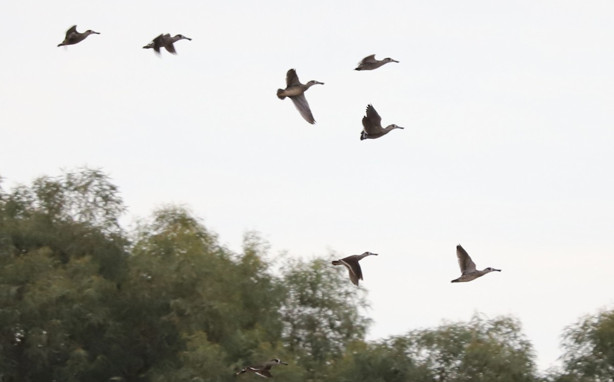 Pink-eared Duck - ML616482911