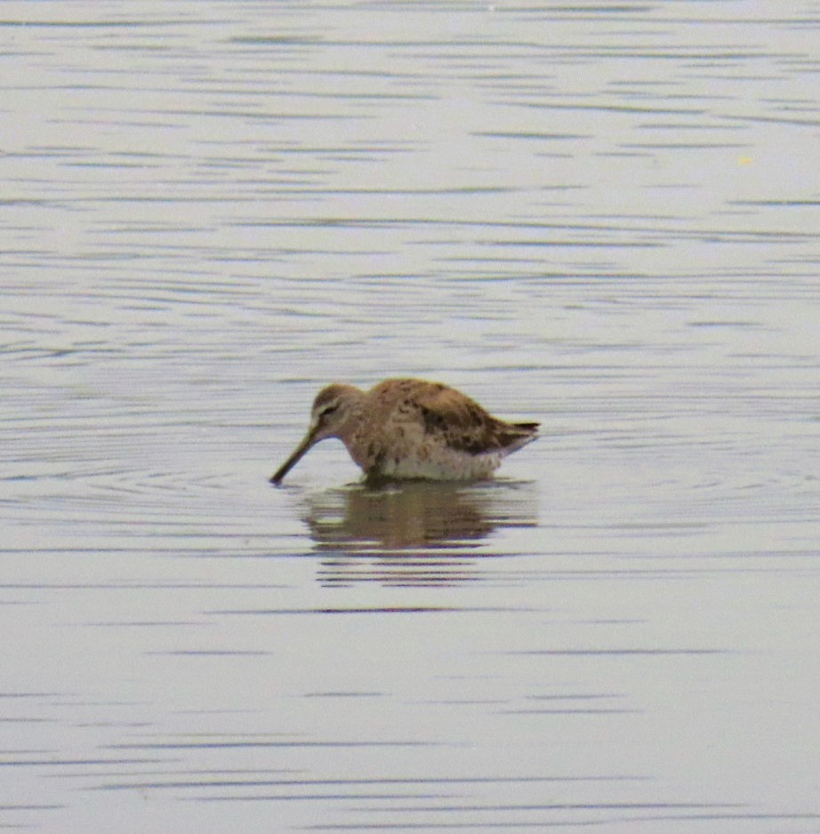 Long-billed Dowitcher - ML616482913