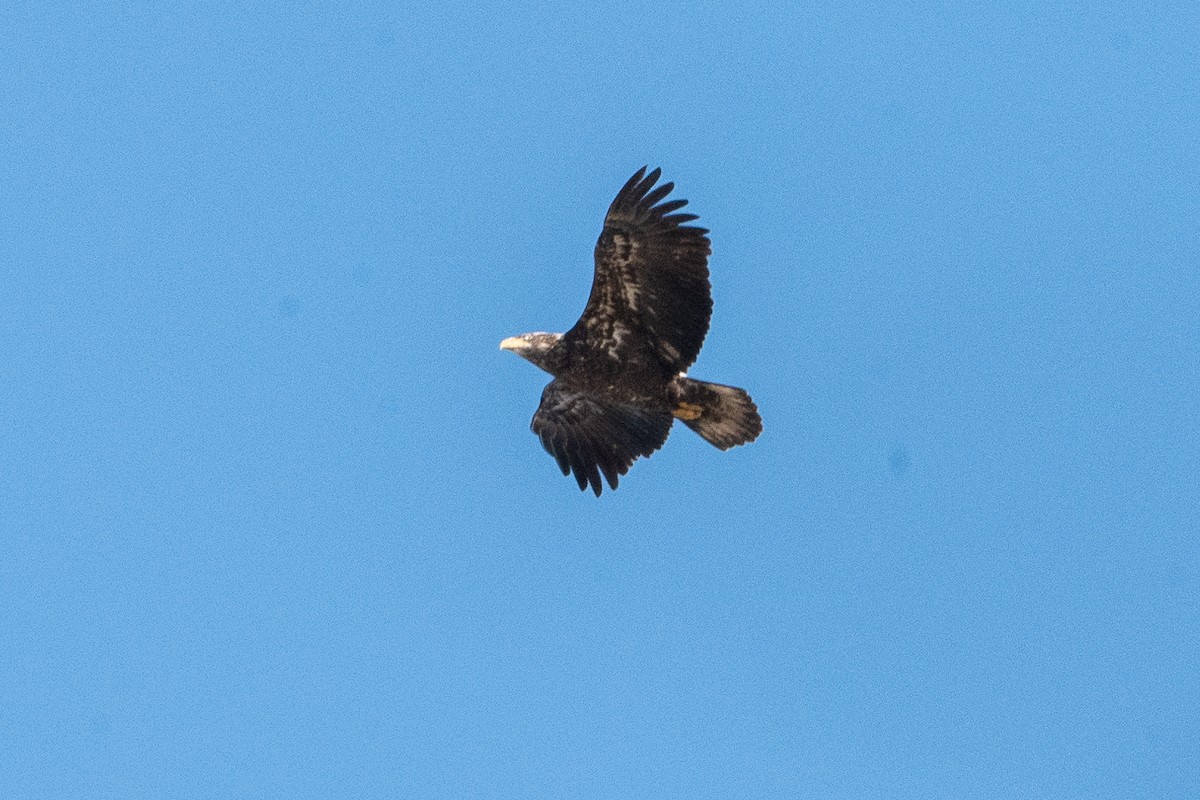 Bald Eagle - ML616482927