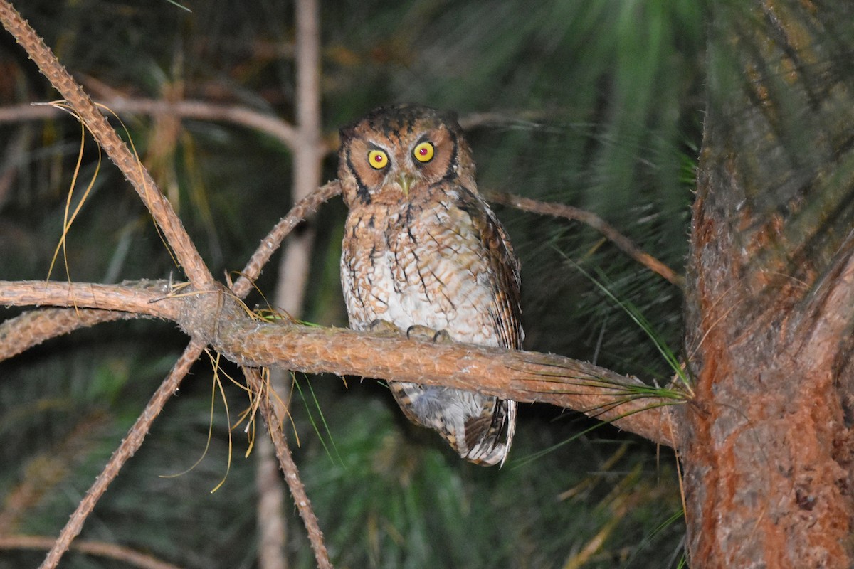 Long-tufted Screech-Owl - ML616482931