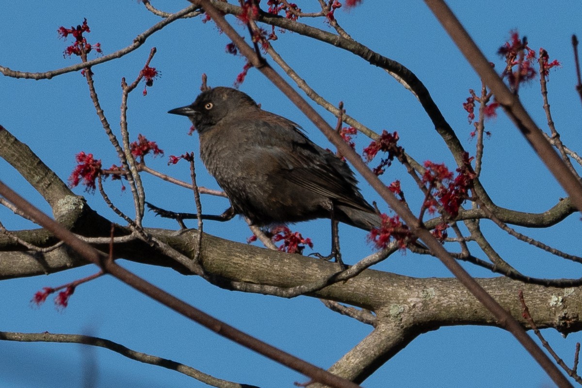 Rusty Blackbird - ML616482943