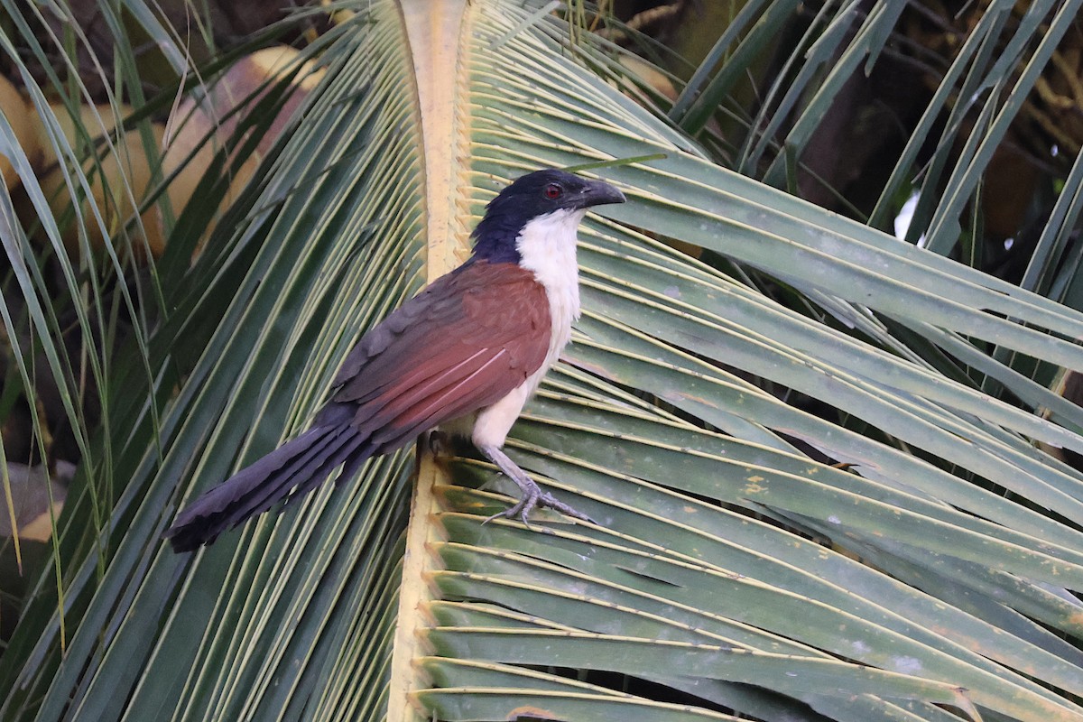 Blue-headed Coucal - ML616482952