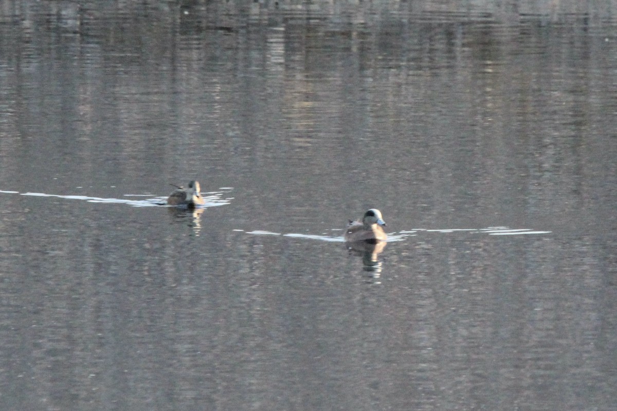 American Wigeon - ML616482953