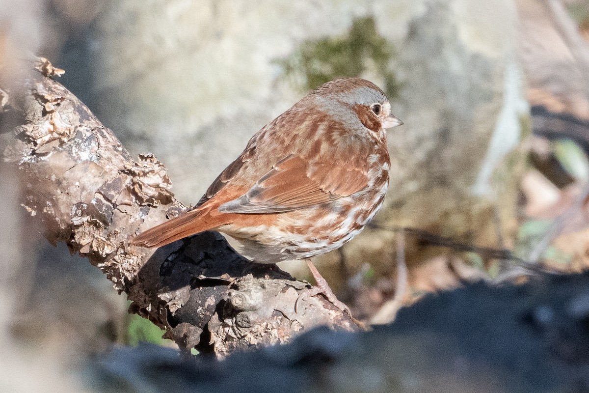 Fox Sparrow - ML616482954