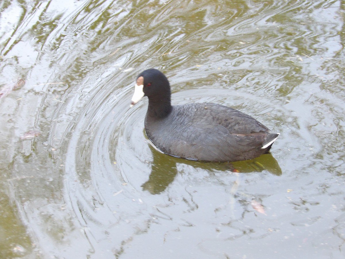 American Coot (Red-shielded) - ML616482958