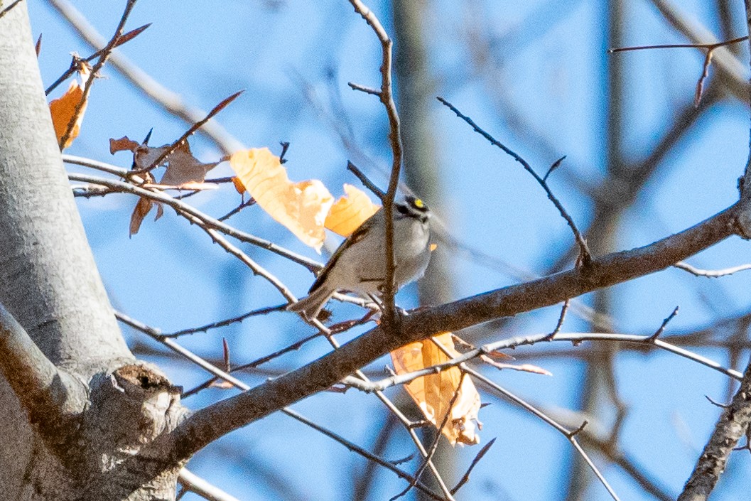 Golden-crowned Kinglet - ML616482981