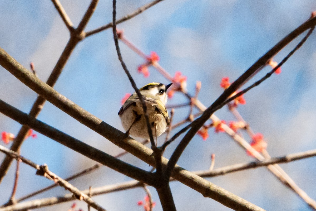 Golden-crowned Kinglet - ML616482982