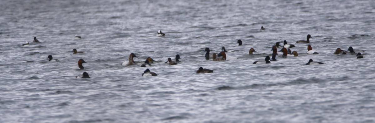 Canvasback - Mike Ellery