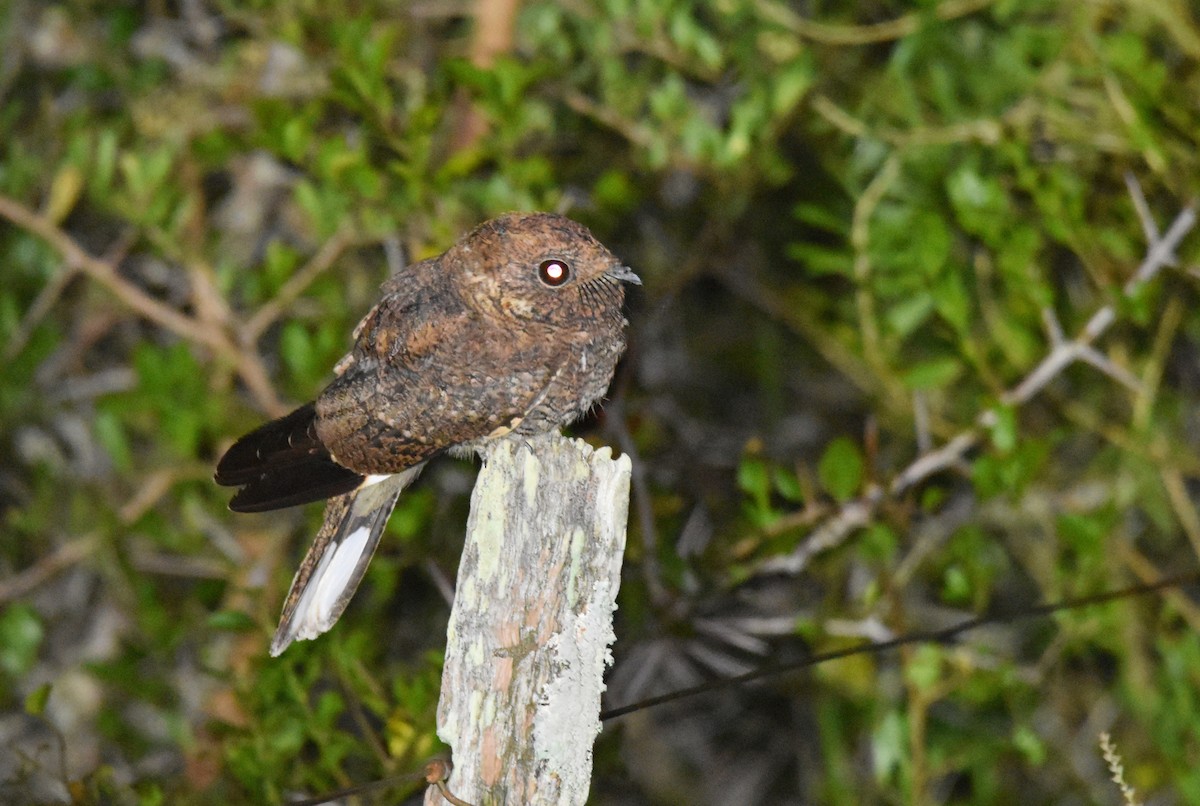 Band-winged Nightjar - ML616483019