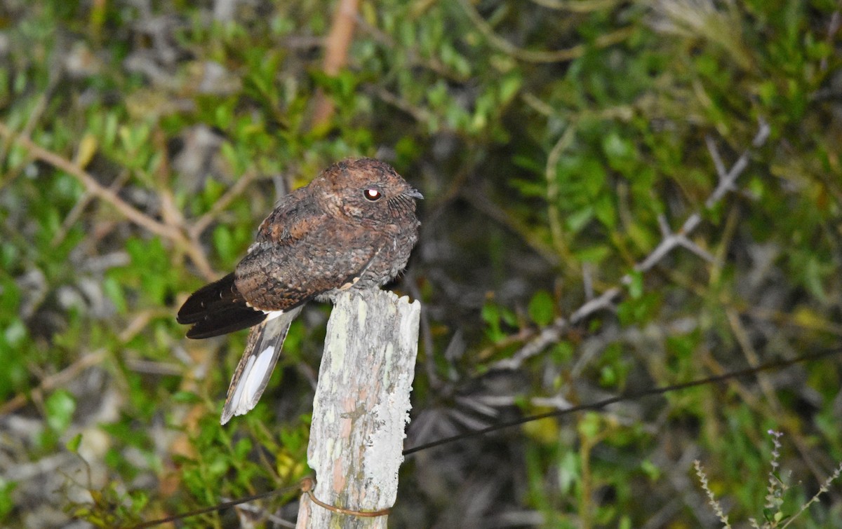 Band-winged Nightjar - ML616483020