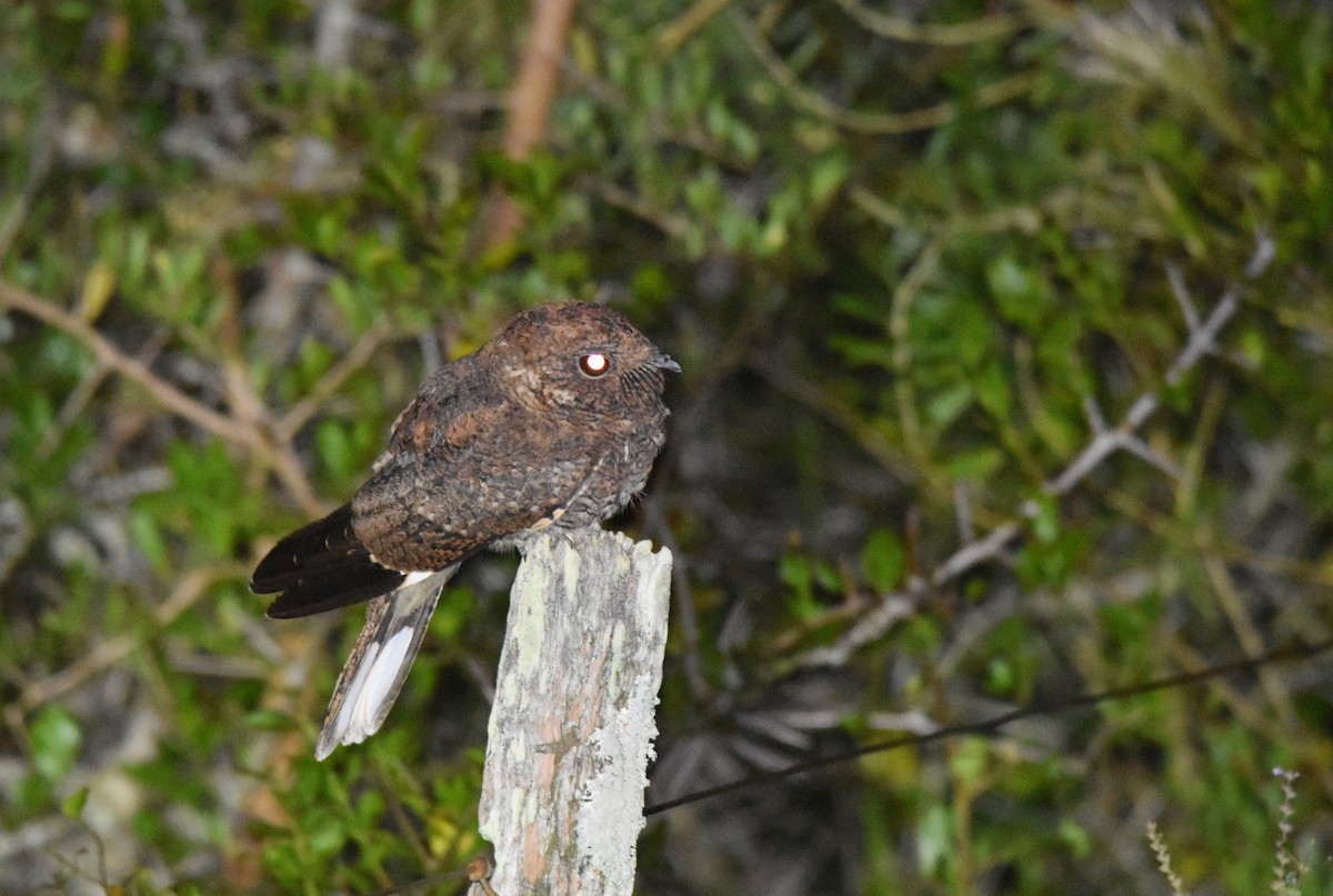 Band-winged Nightjar - ML616483022