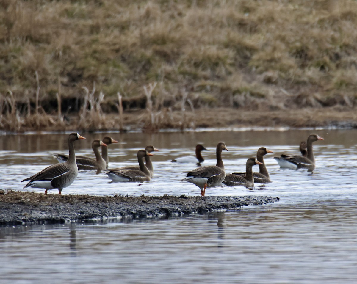 Greater White-fronted Goose - ML616483023