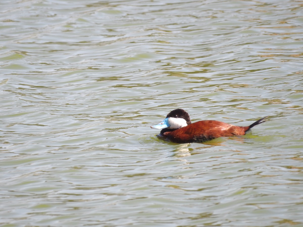 Ruddy Duck - ML616483035