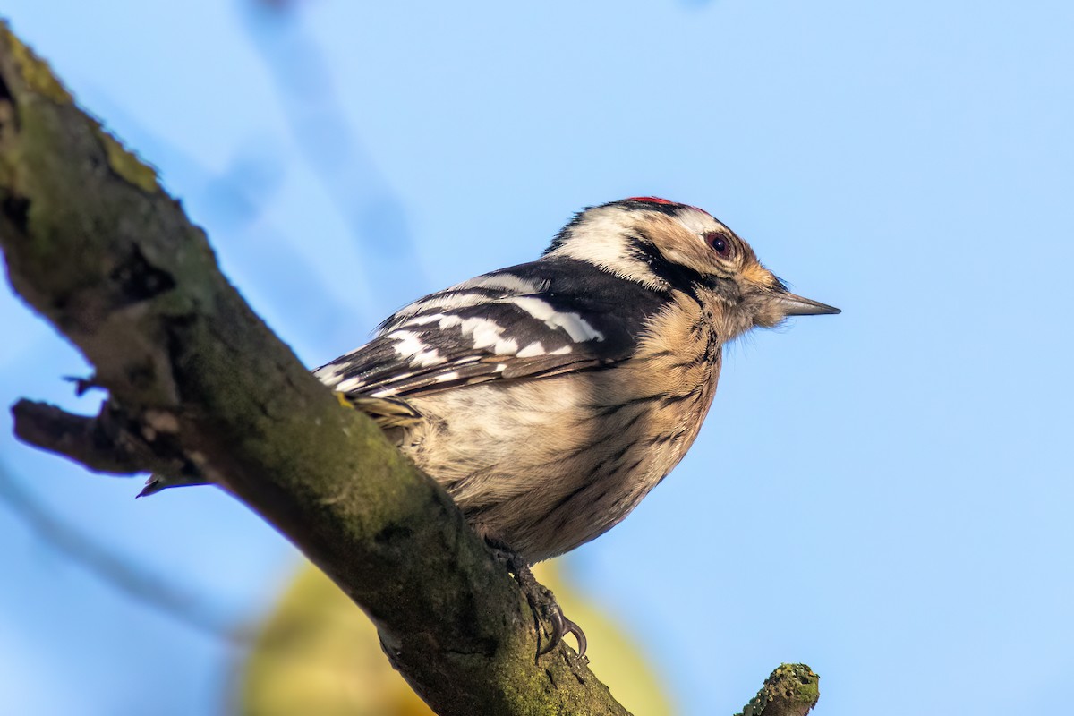 Lesser Spotted Woodpecker - ML616483040