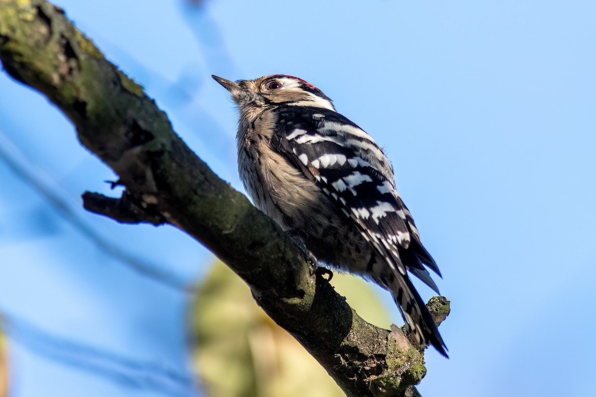 Lesser Spotted Woodpecker - ML616483042