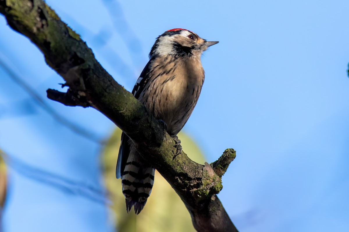 Lesser Spotted Woodpecker - ML616483043