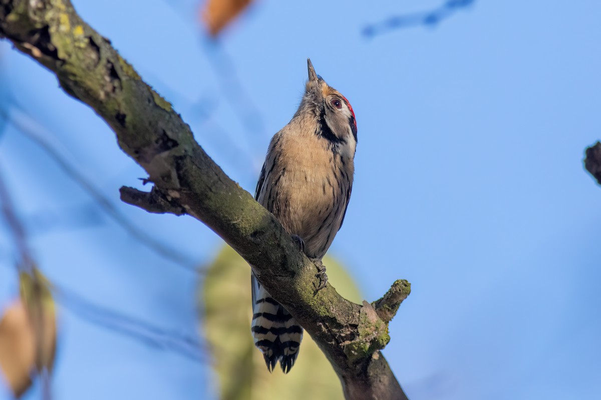 Lesser Spotted Woodpecker - ML616483045