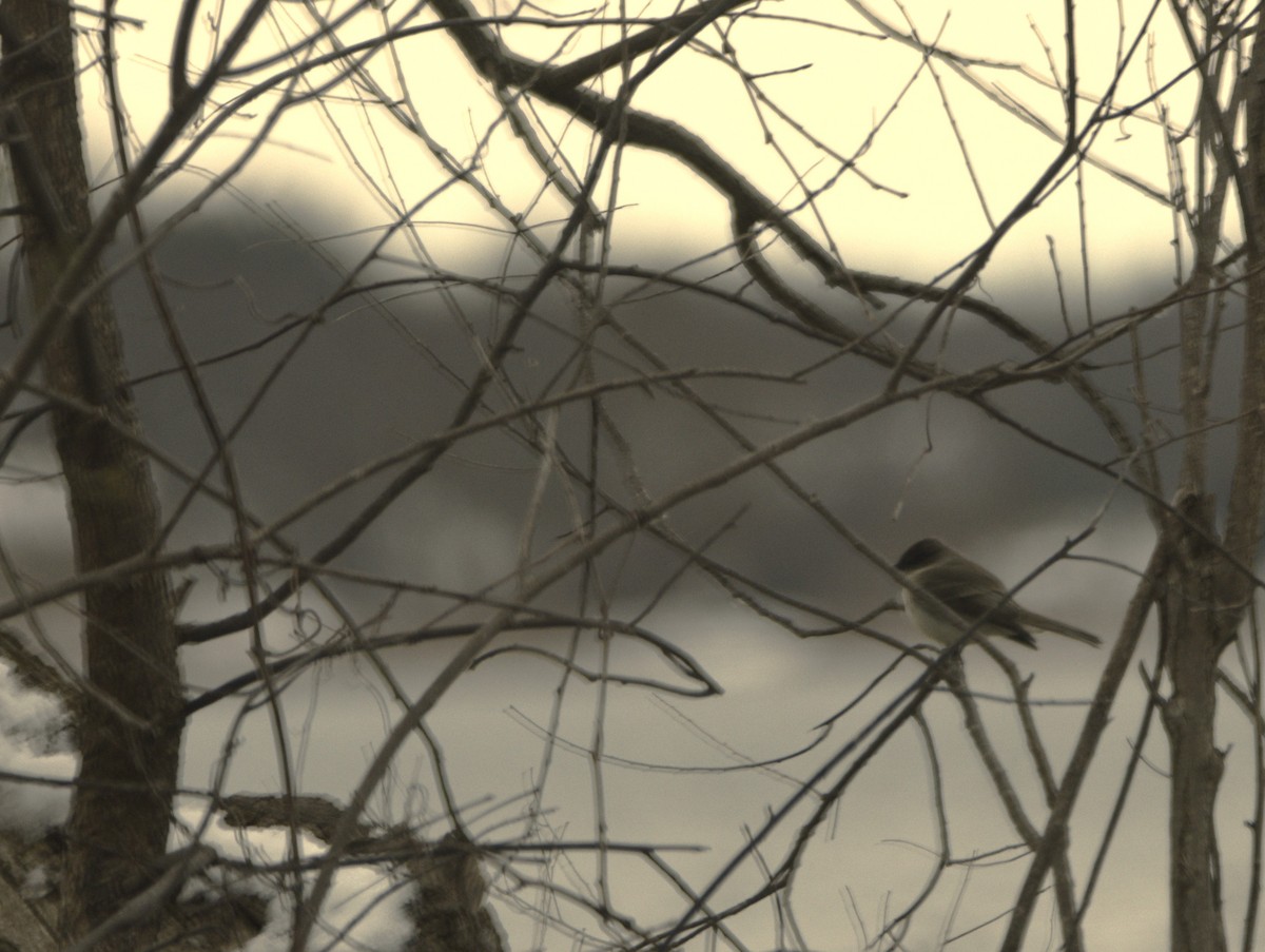 Eastern Phoebe - ML616483062