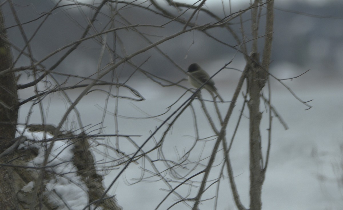 Eastern Phoebe - ML616483063