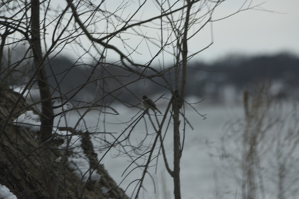 Eastern Phoebe - ML616483065