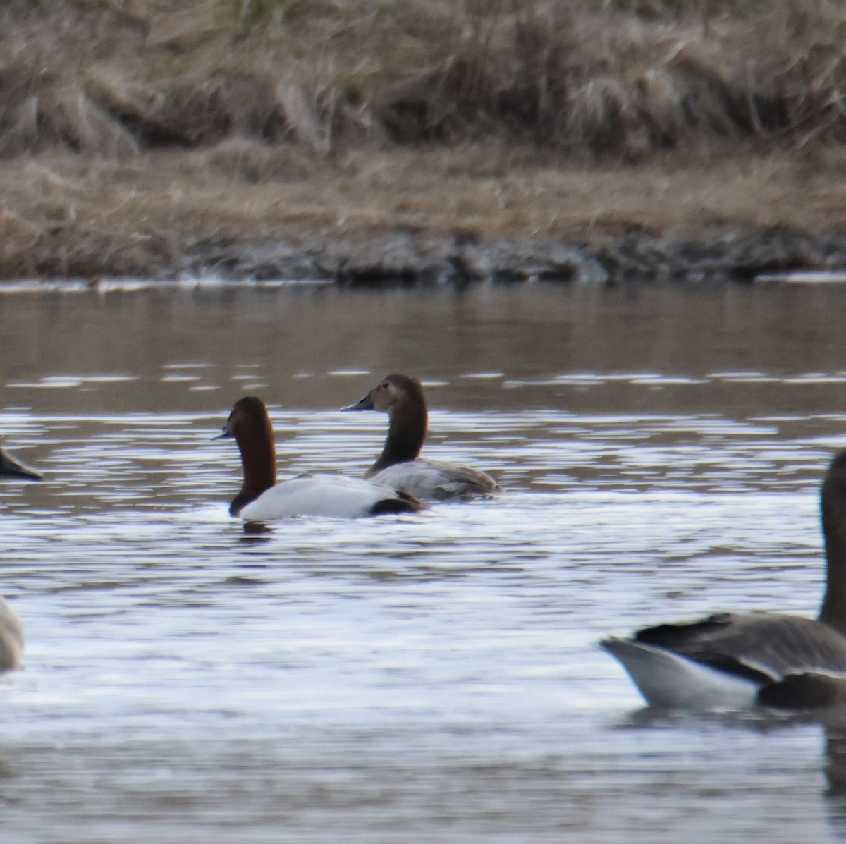 Canvasback - ML616483070