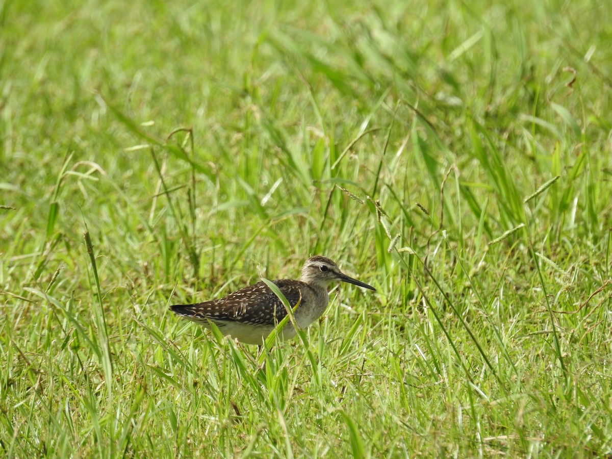 Wood Sandpiper - 西川 士朗