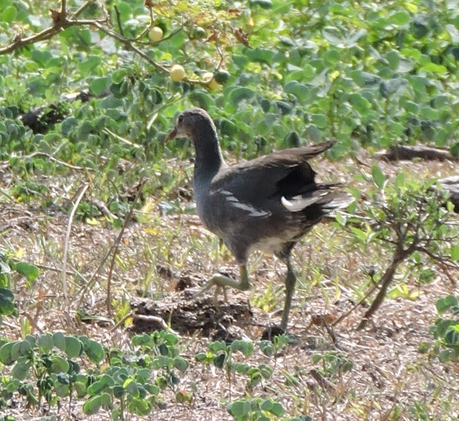 Common Gallinule - ML616483185