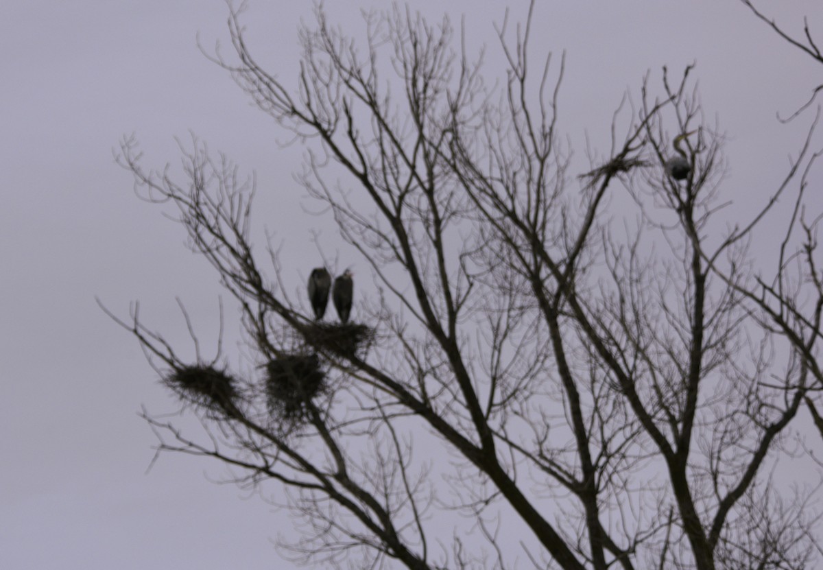 Great Blue Heron - Mike Ellery