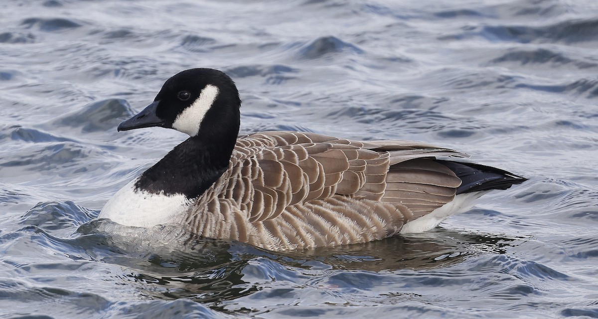 Canada Goose - ML616483225