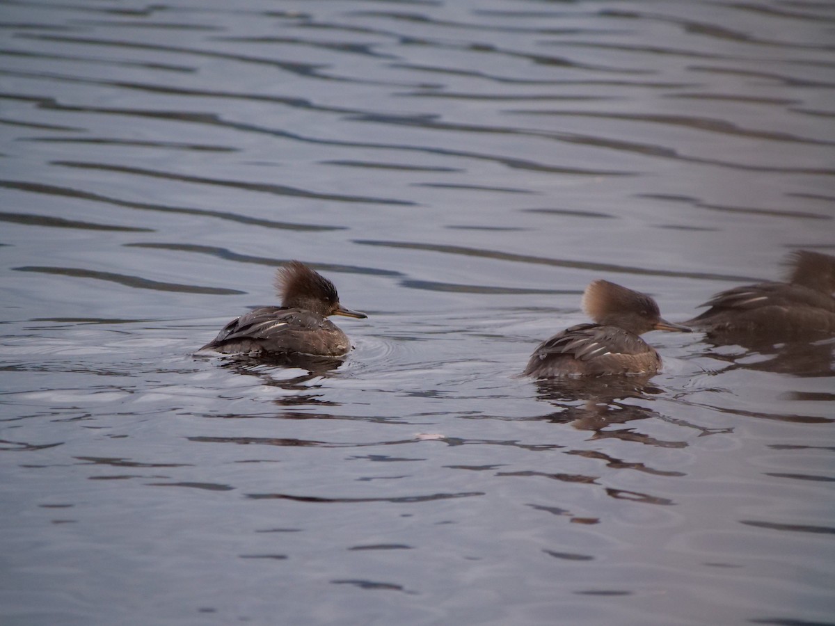 Hooded Merganser - Jan Bryant