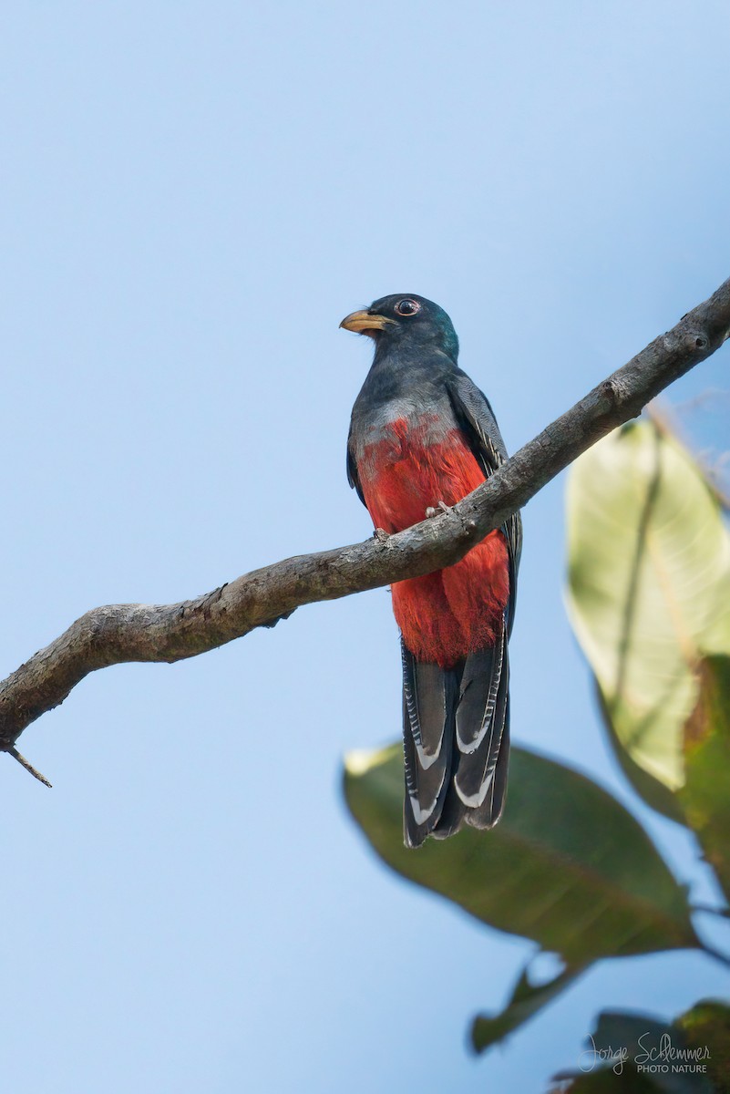 Kara Kuyruklu Trogon - ML616483277