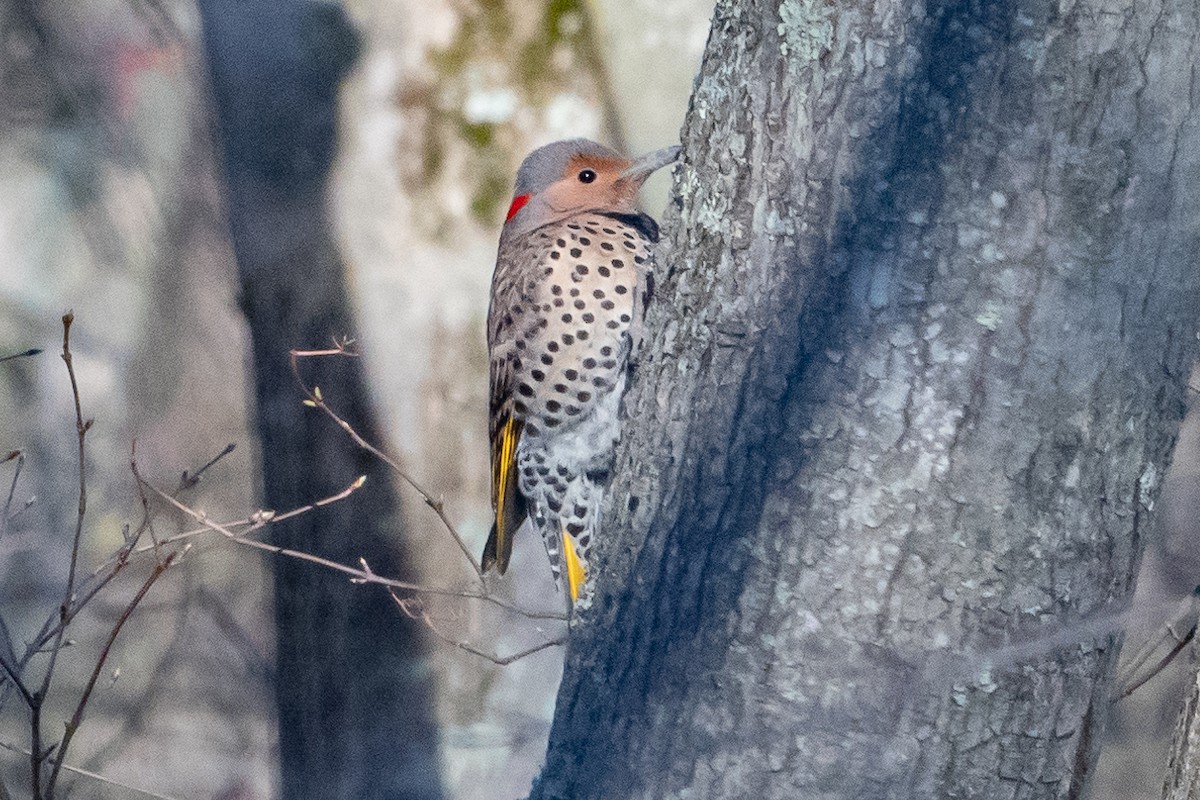 Northern Flicker (Yellow-shafted) - ML616483294